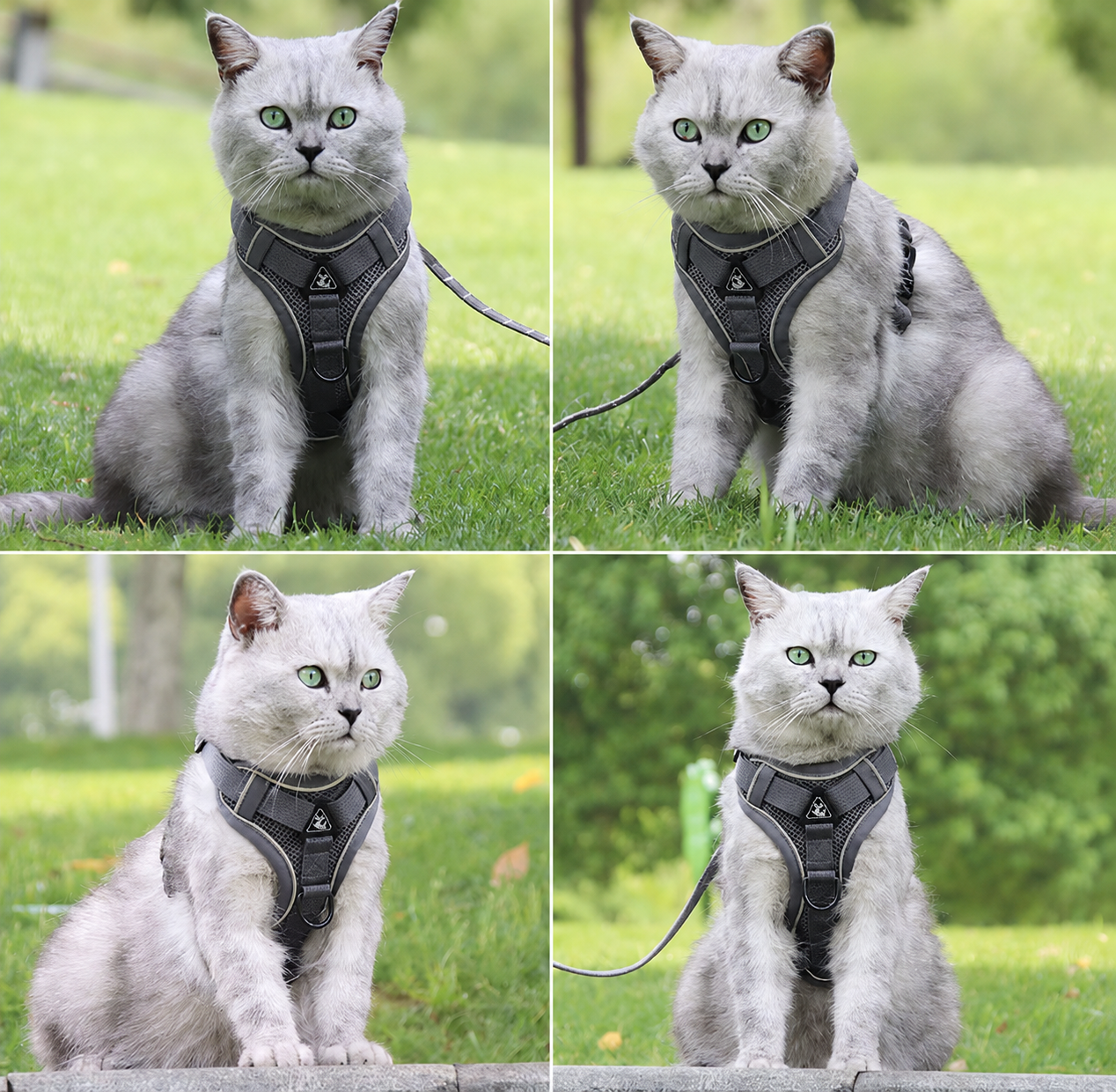 Takara™ ComfortWalk Harness & Leash Set